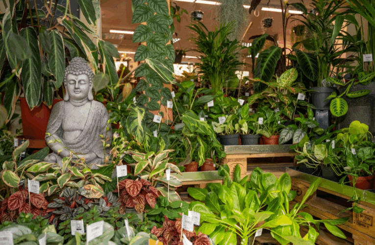 Moai Jungle & Élelmiszerbank jótékonysági akció